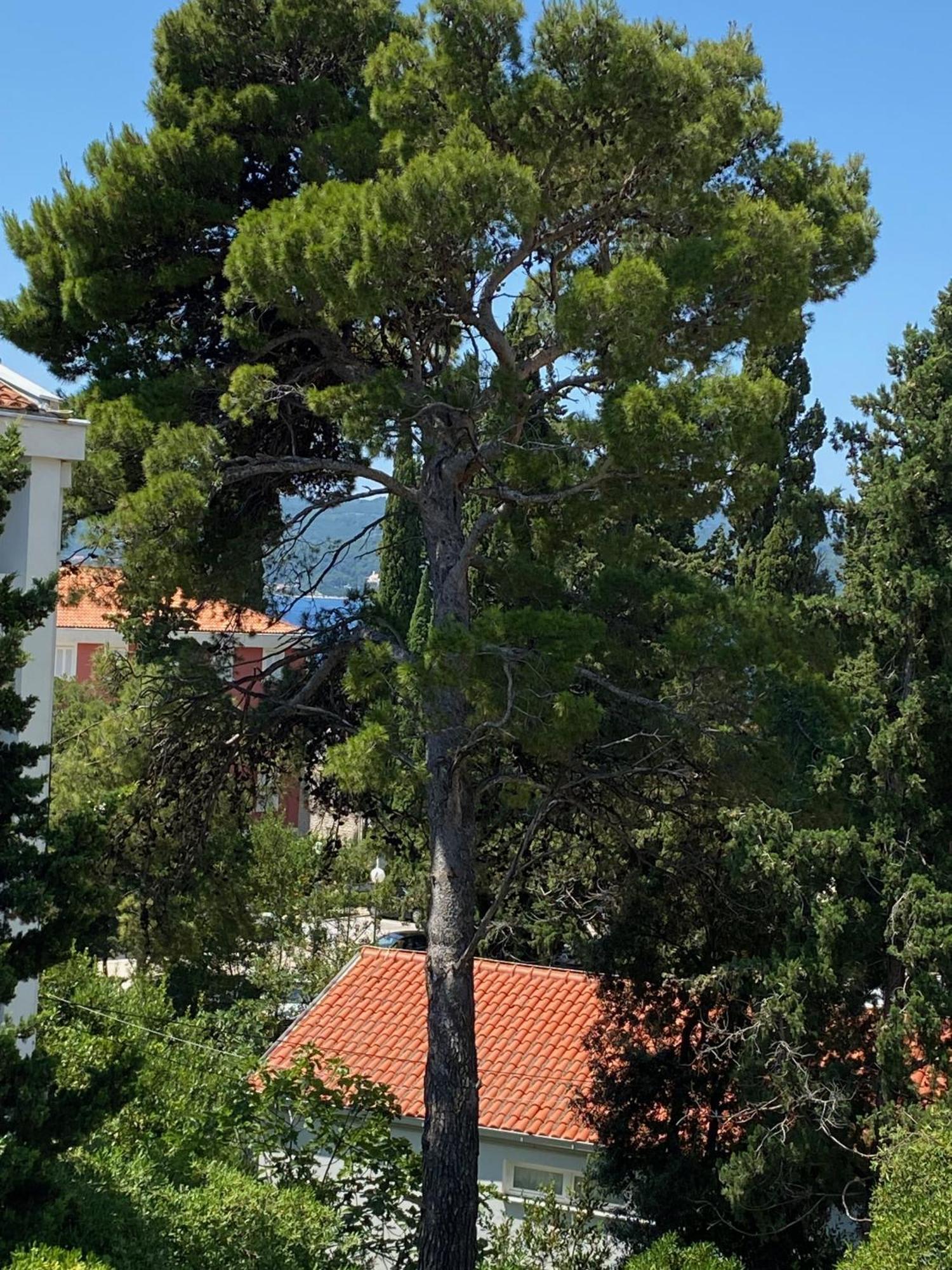 Apartmani Dusanka Orebic Luaran gambar